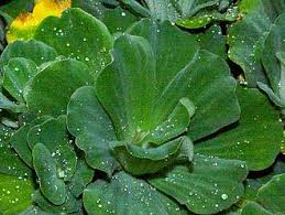 Image result for Pistia