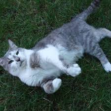 Cats diagnosed with oral squamous cell carcinoma typically present with large tumors or advanced disease and therefore live about 2 to 3 months following treatment, says dr. My Cat Beat Skin Cancer Feline Subcutaneous Hemangiosarcoma Pethelpful