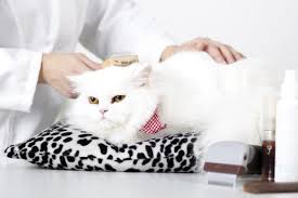 A lot of people think that sedation for travel is the best solution for a cat that has rarely traveled and. Top 5 Ways To Sedate A Cat For Grooming Traveling With Your Cat