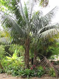 Howeas are the premiere house palm. Kentia Palm Howea Forsteriana In Houston Texas Tx At Buchanan S Native Plants