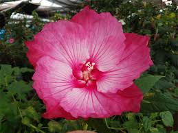 Market street flowers wichita falls. Market Street And United Supermarkets To Carry Special Locally Bred Summer Spice Hibiscus Flowers On July 4 Weekend Perishable News