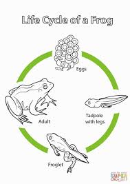 Frog Life Cycle Coloring Page Frog Coloring Pages Life Cycles Frog Life Cycle Printable