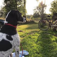 Luna 😥 Pointer Mix Hündin verliert aus gesundheitlichen Gründen ihrer  Familie ihr Zuhause. Sie ist eine 7 Jährige Pointer Mix Hündin und ist sehr  aktiv und lauffreudig. Sie ist aktuell ein wenig