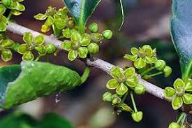 Image result for Salacia orientalis