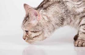 Comment Enlever L Odeur De Pipi De Chat 6 Astuces Imparables Pipi De Chat Urine De Chat Odeur De Pipi