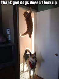 Funny Cats Attack On Caturday 12 Pics Thank God Dog Doesn T Look Up Funny Animal Pictures Funny Animals Funny Dogs
