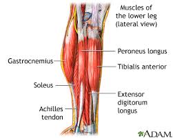Human anatomy and physiology diagrams legs muscle diagram fitness. Lower Leg Muscles Multimedia Encyclopedia Health Information St Luke S Hospital