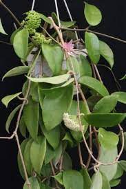 Pin On Planty Things