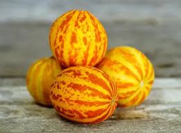 Image result for Cucumis melo