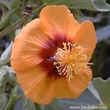Image result for Barleria rhynchocarpa