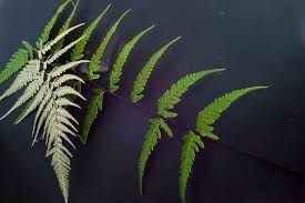 Image result for Pityrogramma calomelanos