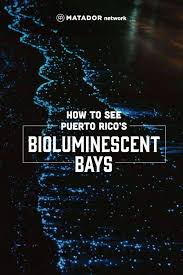 Bioluminescent Bay Puerto Rico Fajardo How To Experience The Magic Of Puerto Rico S Surreal Bioluminescent Bays Bioluminescent Bay Puerto Rico Vacation Puerto Rico