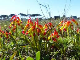 Check spelling or type a new query. An Introduction To South Africa S Winter Rainfall Bulbs