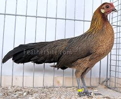 Silver duckwing phoenix bantams at cackle hatchery. Japanese Phoenix