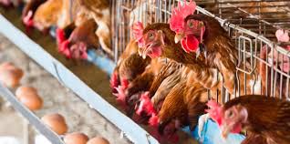 Je vais leur faire de bonnes gamelles avec les oeufs de sidonie pour les 3 semaines qui viennent ! La Face Cachee Des Elevages De Poules Pondeuses 60 Millions De Consommateurs