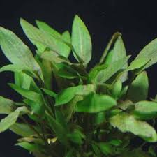 The grower only needs a portion of root with a notes: Orinocoplants Cryptocoryne Wendtii Brown 3 Stuck Stattrand Aquarist