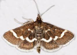 Image result for Pyrausta nigrata