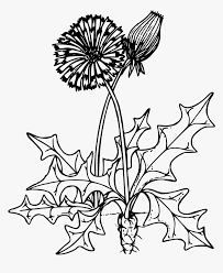 Check spelling or type a new query. Common Dandelion Clip Arts Dandelion Flower Clip Art Black And White Hd Png Download Kindpng