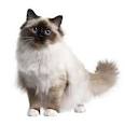 Marali Maryland birman cats breeder