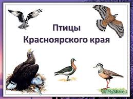 Prezentaciya Na Temu Pticy Krasnoyarskogo Kraya Fauna Krasnoyarskogo Kraya Fauna Krasnoyarskogo Kraya Bogata I Raznoobrazna Nablyudaetsya Postoyannoe Proniknovenie Na Territoriyu Skachat Besplatno I Bez Registracii