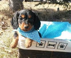 Well made 925 sterling silver jewelry: Mini Dachshund Puppies Family Raised Adorable For Sale In Otsego Minnesota Classified Americanlisted Com