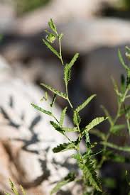 Image result for Tragia rupestris