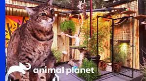 The Purr Fect Kitty Paradise For An Adventurous Savannah Cat Animal Cribs Youtube
