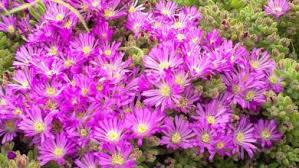 Image result for Celosia stuhlmanniana