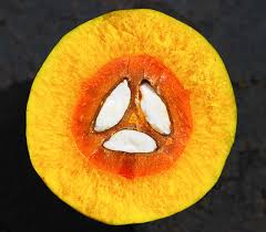 Image result for Canarium