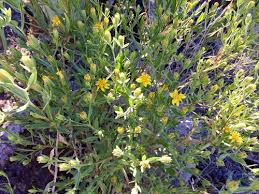Image result for Tridactyle filifolia