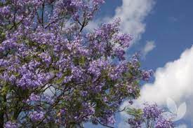 Maybe you would like to learn more about one of these? Jacaranda Mimosifolia Jacaranda Trees Speciality Trees