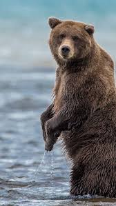 Bruine Beer Brown Bear Alaskan Bear Grizzly Bear