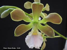 Image result for Ottelia exserta