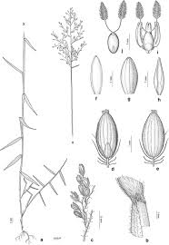 Image result for Panicum pectinellum