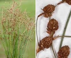 Image result for Fimbristylis dichotoma