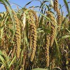 Organic Millet Seed Fresh Grow Your Own Bird Seed Chicken Feed The Grain For Couscous And Flour Bird Seed Growing Grass From Seed Chicken Feed