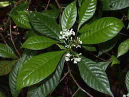 Image result for Psychotria eminiana