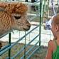 Greene County Fair