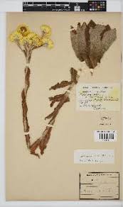 Image result for Helichrysum ellipticifolium