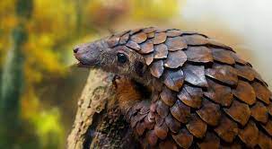 Pangolin Facts Pictures And Information Pangolin Pangolin Facts Pangolin Scales