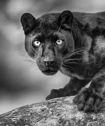 Pin De Avrtatiana Em Big Cats Pantera Negra Animais Incriveis Animais