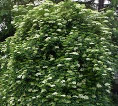 Check spelling or type a new query. Fiori Di Sambuco Fritti