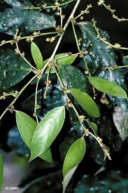 Image result for Cleistanthus