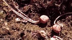 I cover the potatoes with around 6 inches of soil. Planting Your Sprouted Potatoes Forgotten Potatoes Left In Cabinet For Too Long Youtube