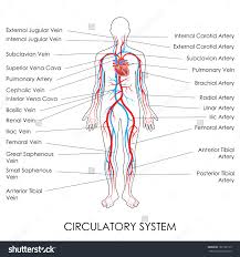 The right and left subclavian arteries give rise to the thyrocervical trunk. Quotes About Cardiovascular System 39 Quotes