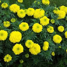 Maybe you would like to learn more about one of these? Marigold Seeds Crackerjack Sow True Seed