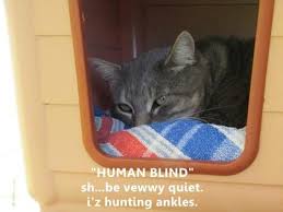 Some of theme are sad, grumpy, crying, cute, dank, hilarious and clean memes. Lolcats Lolcats Lol At Funny Cat Memes Funny Cat Pictures With Words On Them Lol Cat Memes Funny Cats Funny Cat Pictures With Words On