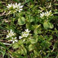 Image result for Cerastium glomeratum