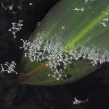 Image result for Lagarosiphon ilicifolius