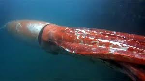 Check spelling or type a new query. Cumi Cumi Sepanjang 4 Meter Menampakkan Diri Di Jepang Tribun Bali